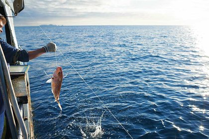 Growing a successful Māori marine economy - image1