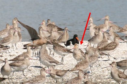 Godwit 4BWWY, taken 12 hours after landing from her nine day journey. Photo by Tony Habraken.