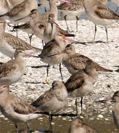Godwits at Pūkorokoro Miranda. Photo by Tony Habraken.