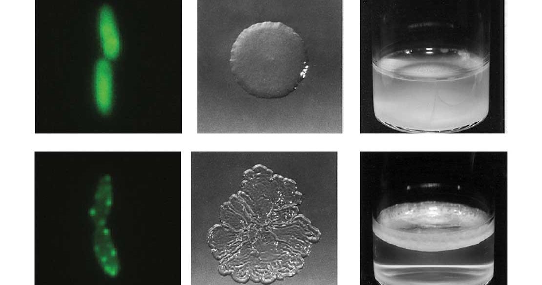 Evolution of a novelty Massey University