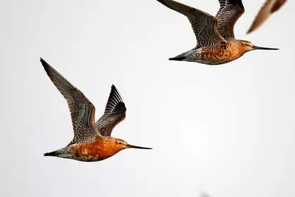 Tracking godwits for insight into Yellow Sea region's habitat for birds - image1