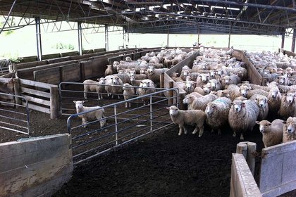 Agrifood sector is tech-savvy but not ready for major disruption - image1