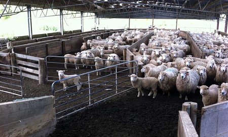 Agrifood sector is tech-savvy but not ready for major disruption - image1