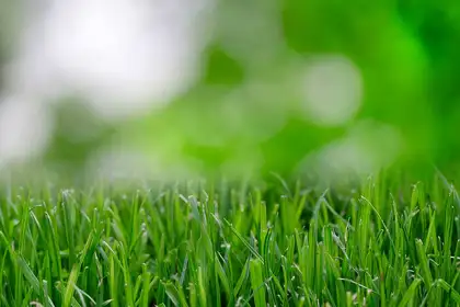 Lawns – site of backyard environmental salvation? - image1