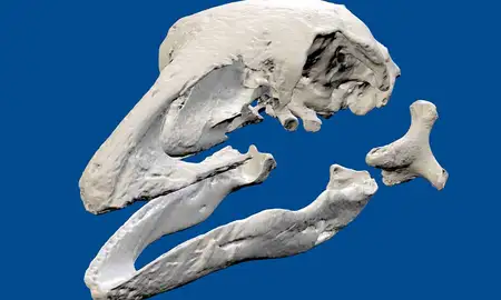 Bird bone streaming  - image1