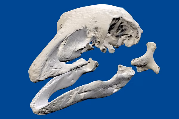 Bird bone streaming  - image1