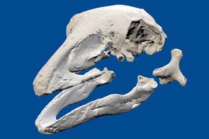 Bird bone streaming  - image1