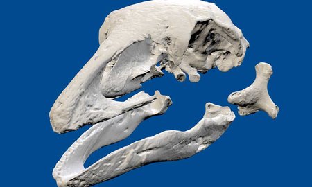 Bird bone streaming  - image1