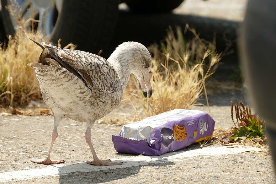 Plastic ingestion in animals hits alarming new numbers