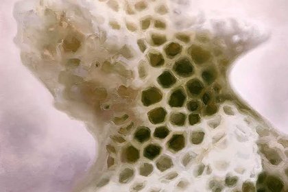 Climate-related coral research inspires artwork - image1