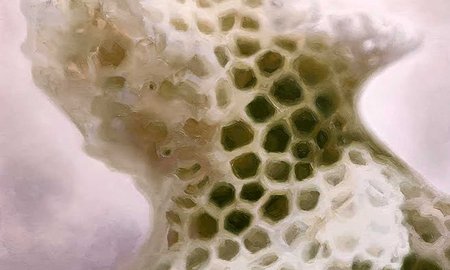 Climate-related coral research inspires artwork - image1