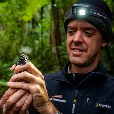Massey researchers help to reintroduce Robins to Turitea Reserve - image2