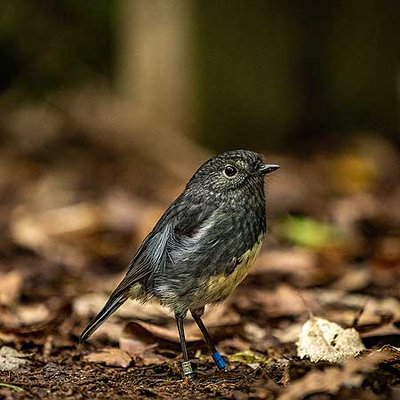 Massey researchers help to reintroduce Robins to Turitea Reserve - image3