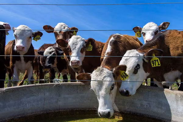New leptospirosis research calls for stronger vaccination uptake in dry stock farming  - image1