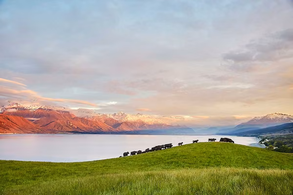 Cows on a field next to a lake