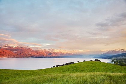 Cows on a field next to a lake