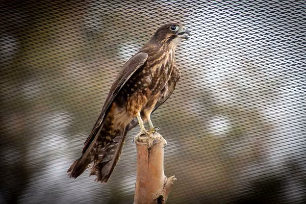 Kārearea returns to the wild after long recovery  - image1