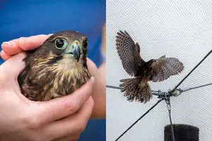 Kārearea returns to the wild after long recovery  - image3