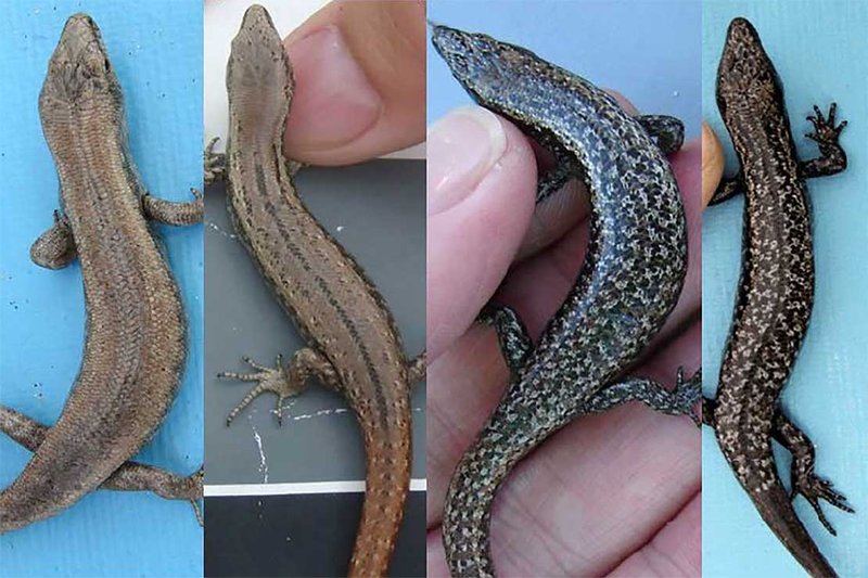 Exploring the colourful world of skinks