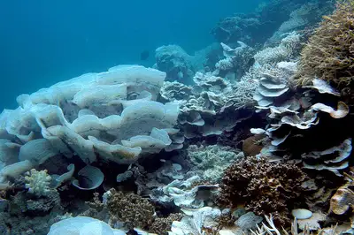 Coral reefs may have refuge in deeper water - image2