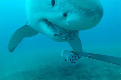 Curious great white shark plays with camera - image1