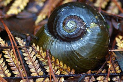 Strong result in MBIE Vision Mātauranga Capability Fund - image1