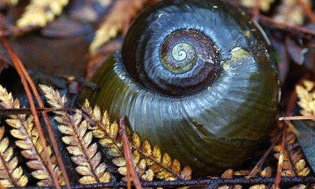 Strong result in MBIE Vision Mātauranga Capability Fund - image1