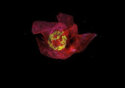 Crazy, creative clusters light up LUX - image3