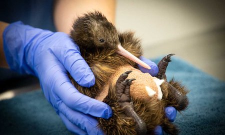 Kiwi saved during hatching at Wildbase - image1