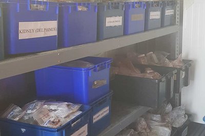 Freezer with a porpoise - image2