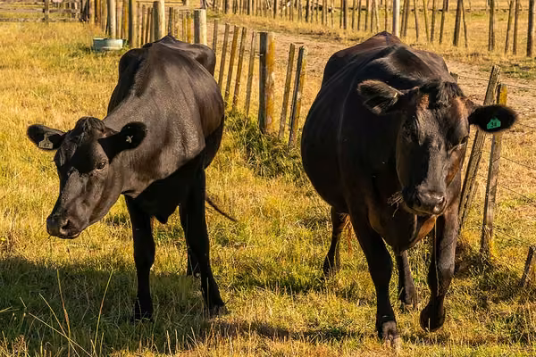 Cows