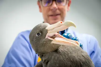 Spoon, balloon and more removed from birds stomach - image1
