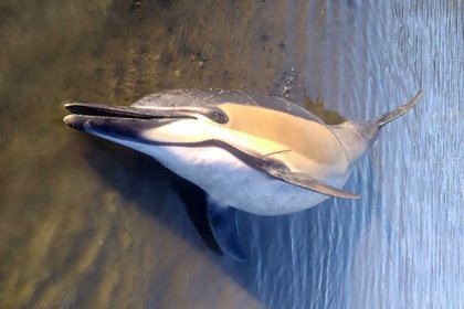 Common Dolphin