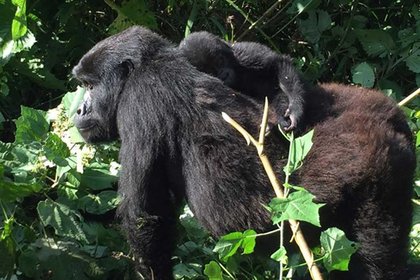 Mountaingorillasuganda