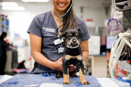 School of Veterinary Science ranked in world top 20 - image1