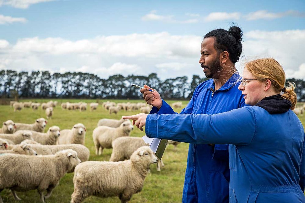 Massey University offers new animal science degree
