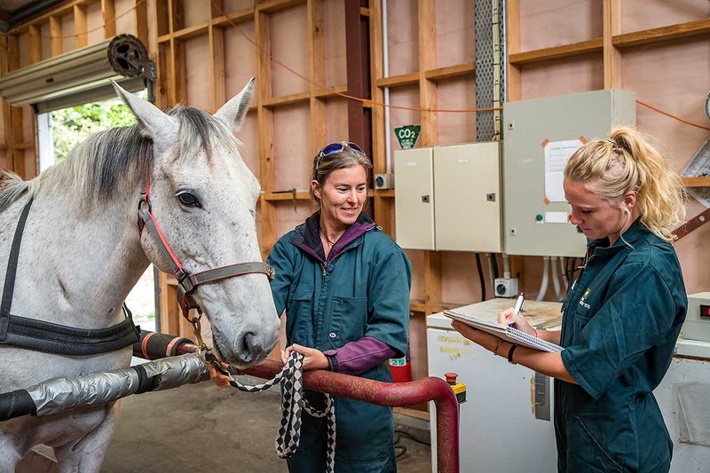 Massey University offers new animal science degree