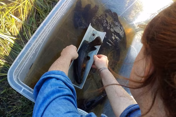 A Māori approach to decision-making for the future of freshwater  - image1