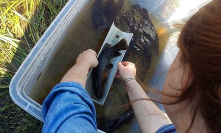 A Māori approach to decision-making for the future of freshwater  - image1