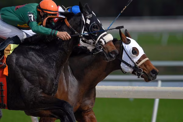 Horse comedy a treble win for Massey playwright - image1