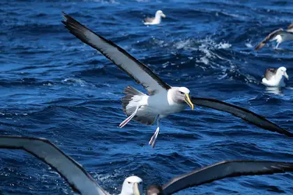 First-time study reveals high percentage of Albatross deaths linked to single-use plastics  - image1