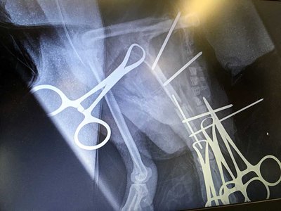 Long stay at Wildbase almost over for penguin - image3