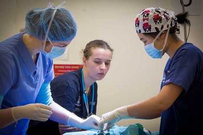 500th surgery for de-sexing programme - image1