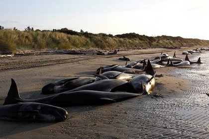 Stranded pilot whales, Farewell Spit