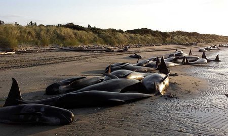 Stranded pilot whales, Farewell Spit