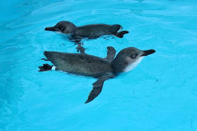 Compassion fatigue low in wildlife carers - image2