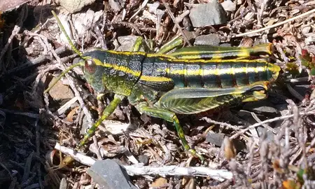 Alpine green rock-hopper grasshopper at Rainbow ski area, Nelson Lakes