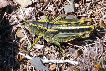 Alpine green rock-hopper grasshopper at Rainbow ski area, Nelson Lakes