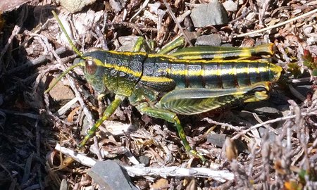 Alpine green rock-hopper grasshopper at Rainbow ski area, Nelson Lakes