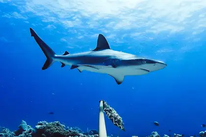 Global study raises grave concerns for reef sharks  - image1